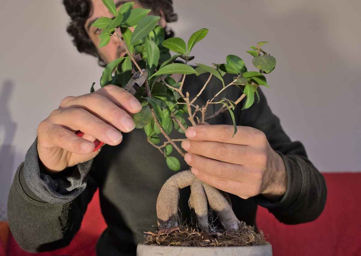 potare un bonsai